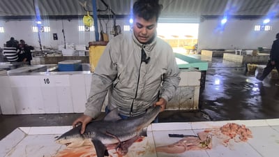 “كوسج” في مرسى الفاو وكبده علاج للمفاصل يوزع مجاناً