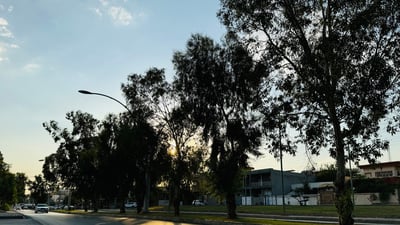 52 ساڵە دارەکانی دووسایدی ئیسکان بوونەتە سیمبولی شارەکە