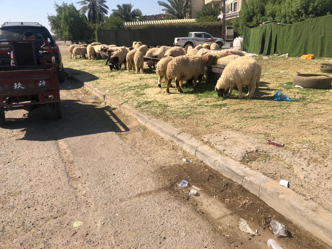 الحمى النزفية “وشيكة” في حي العامل.. مجزرة أضاحي كبرى على الخط السريع (صور)