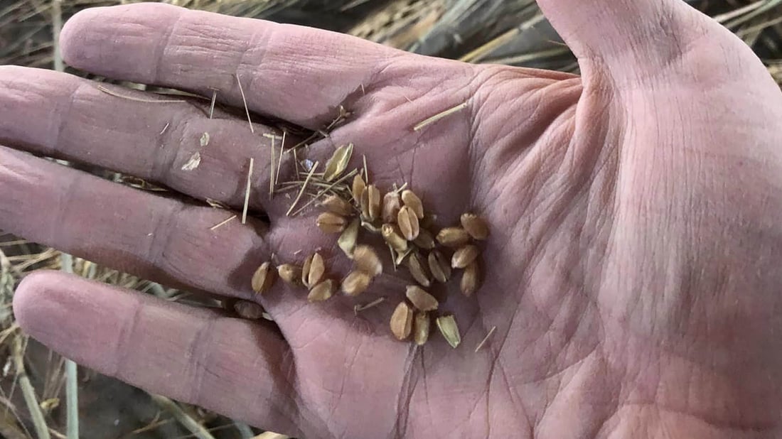 گەنمە زستانییەکەی کۆیە سەرکەوتوو بوو