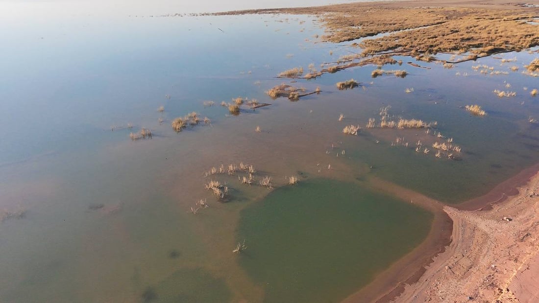 صور: الطيور المهاجرة تعود لبحيرة حمرين بعد الأمطار الغزيرة