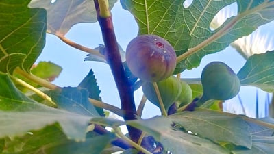 البصرة تزرع التين حتى في المنازل.. موسم القطاف بدأ والسعر أرخص من النجفي (صور)