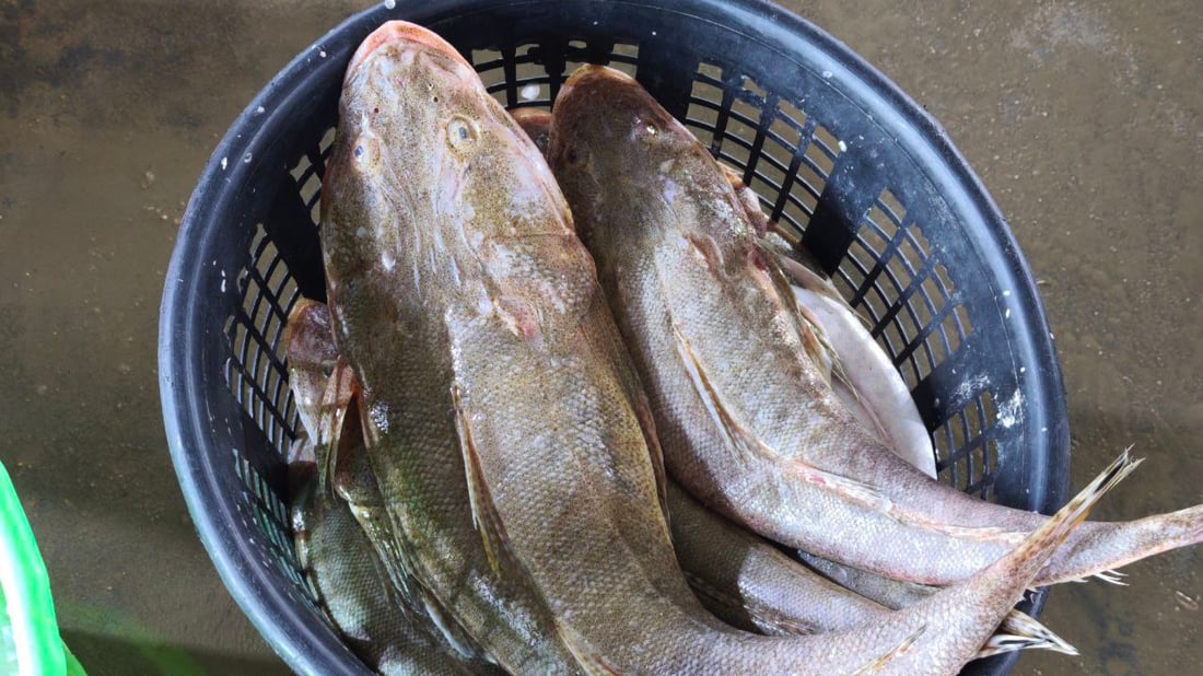 بدأ موسم “الشانگ” و”دجاج البحر” في الفاو والكيلو 6 آلاف دينار فقط (صور)