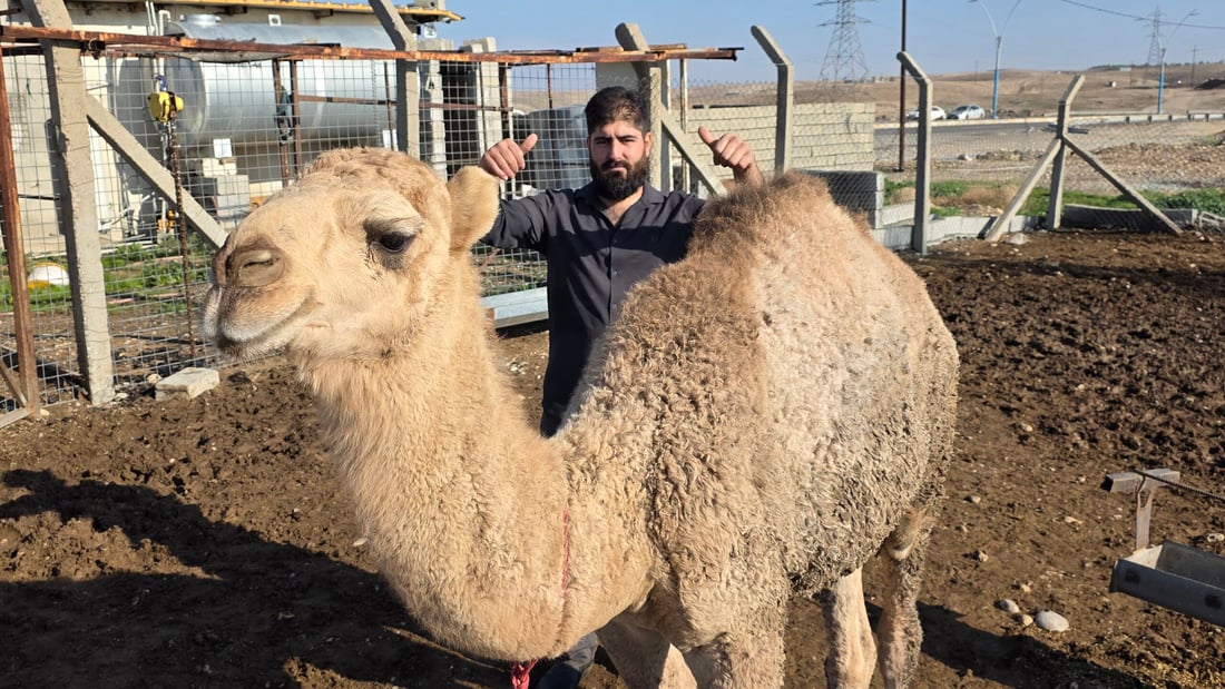 گۆشتی نەعامە و حوشتر بەرناکەوێ