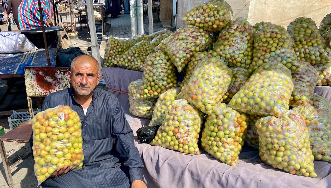 تجار كربلاء وبغداد في البصرة لشحن النبق التفاحي.. إنتاج أكبر هذا العام (صور)