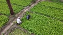 Adviser to Iraqi PM calls for ‘green revolution’ through reclaiming desertified land