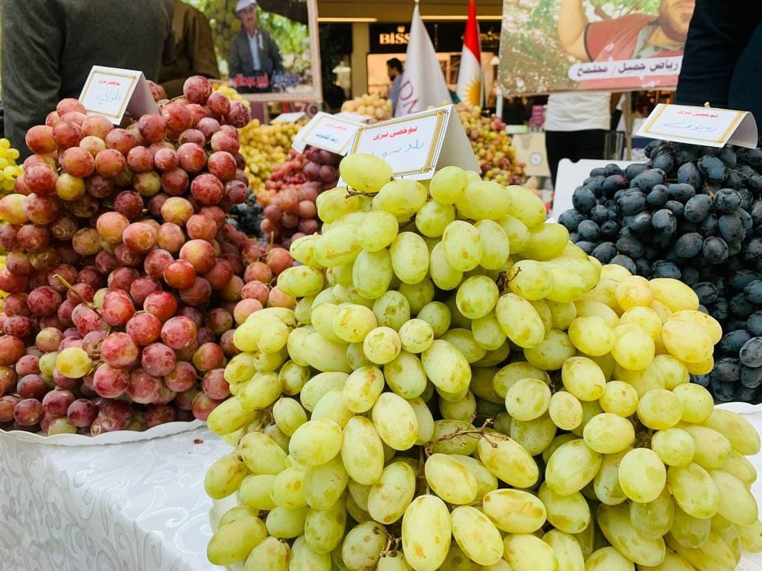 بەرهەمى ترێى جوتیارانى دهۆک 60 هەزا تۆنە