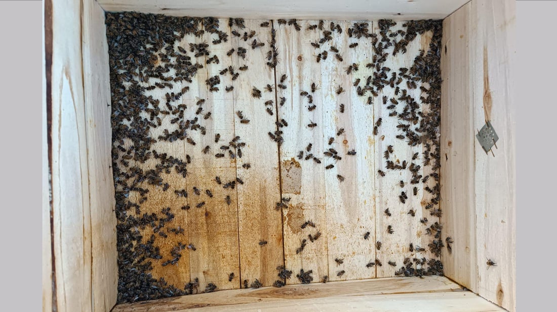 هۆكارێكی نادیار 85 سندوق مێشى له‌ گوندێكی گه‌رمیان له‌ناو بردووه‌