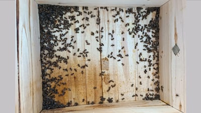 هۆكارێكی نادیار 85 سندوق مێشى له‌ گوندێكی گه‌رمیان له‌ناو بردووه‌