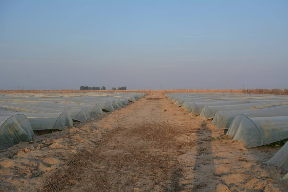 Agriculture department distributes fertilizer and insecticides in Al-Zubair