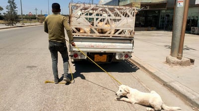 Authorities continue efforts to capture and shelter stray dogs in Bahrka
