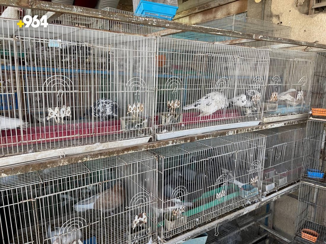 صور: الببغاء الإيراني والباكستاني بأعلى الأسعار في القرنة.. المسابقات أشعلت السوق