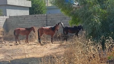 شارەوانى حاجیاوا چوار ئەسپى دەستبەسەر کردووە