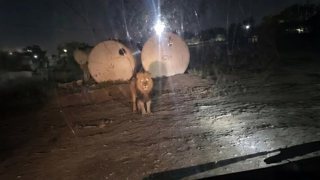 شرطة ديالى أوقفت البحث.. لا أثر للأسد الهارب والصورة المتداولة قديمة
