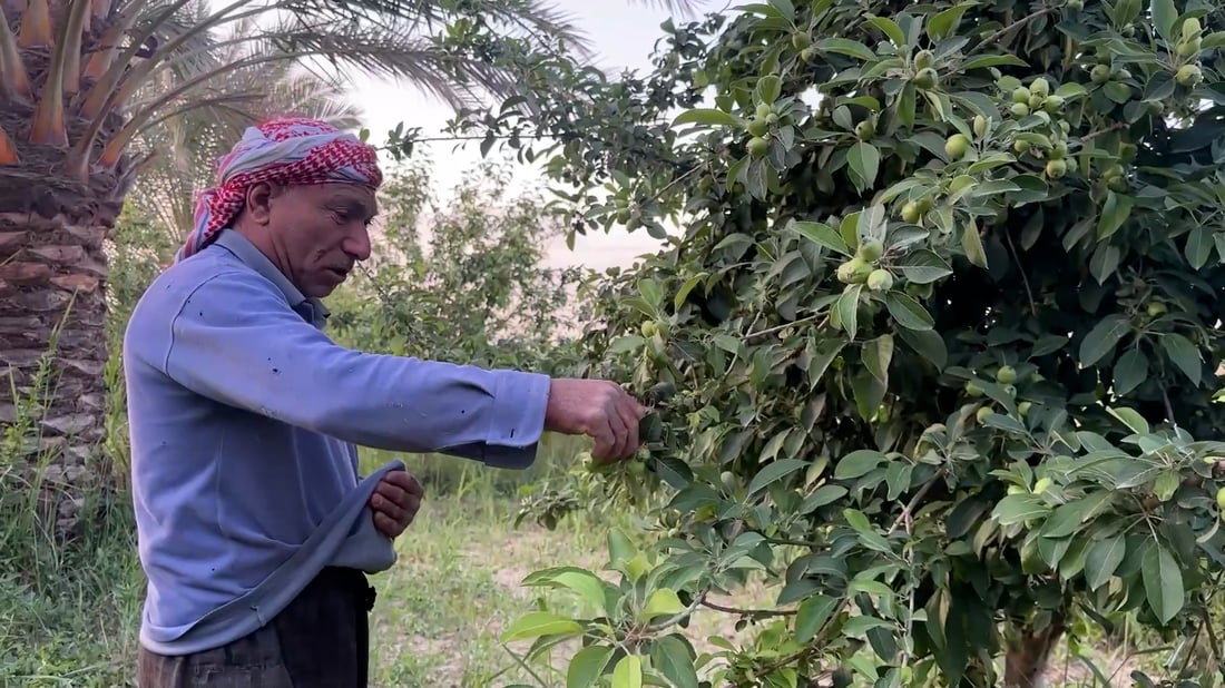 In Hit, unripe ‘chaqeel’ fruit earns farmers a vital early profit