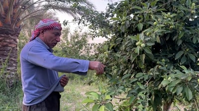 In Hit, unripe ‘chaqeel’ fruit earns farmers a vital early profit