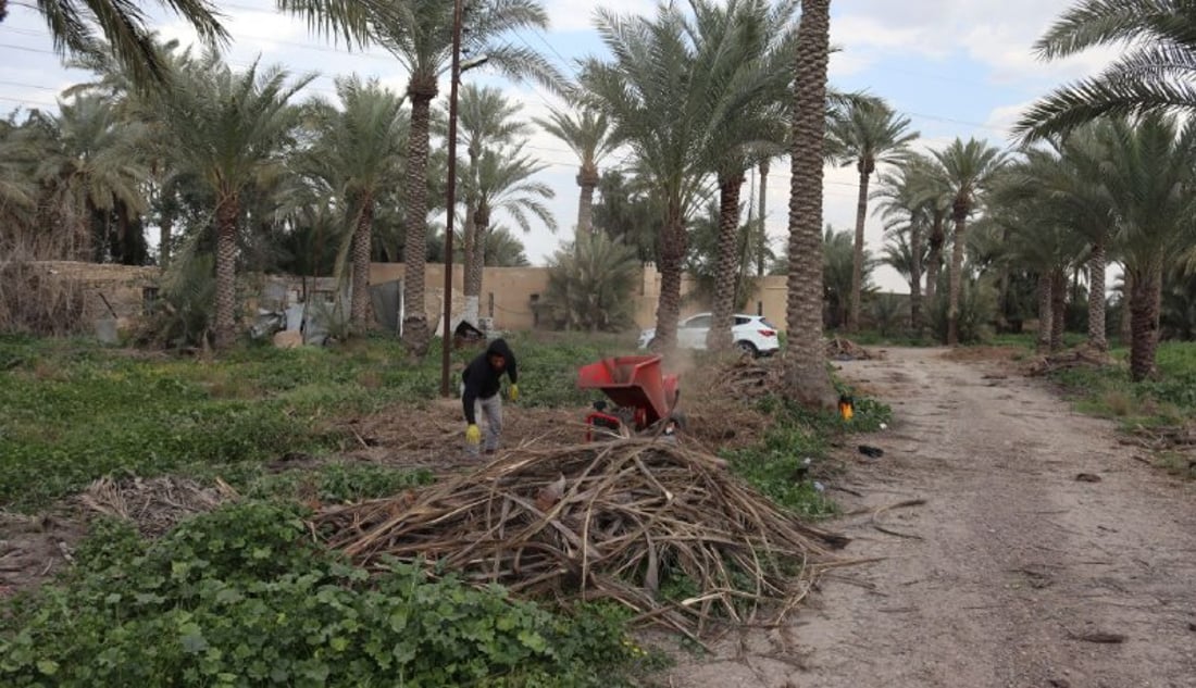 سماد طبيعي من سعف النخيل.. صحي بلا كيمياويات وهكذا تنتجه التاجي (صور)