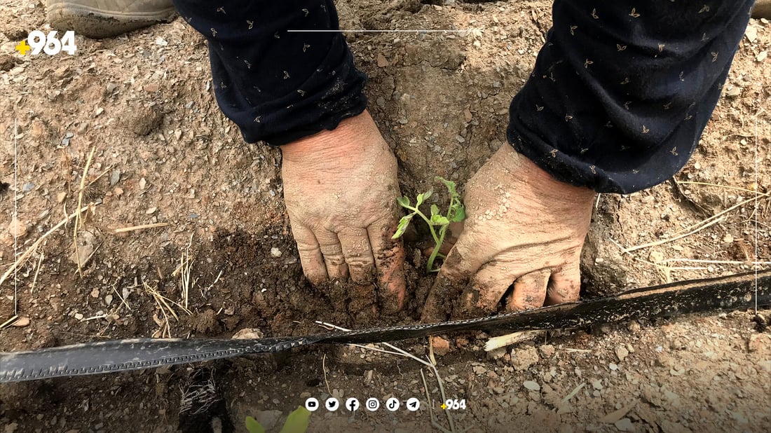 سەدان ژن و پیاو لە حەوت ناوچەوە بۆ کارکردن لە دەشتی پێنجوێنن