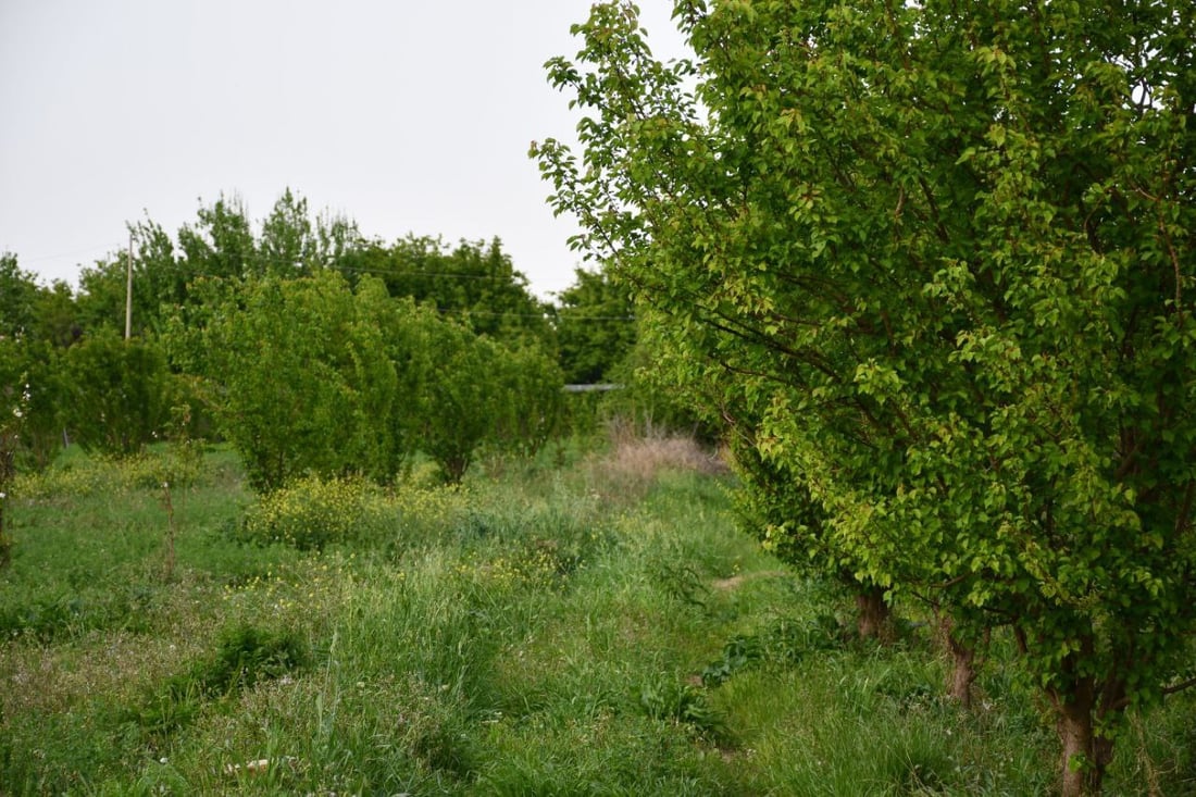 صور: بساتين القائم امتلأت بالجقال.. تذوقوا المشمش الحامض لكن لا تسرقوا ولا تكسروا