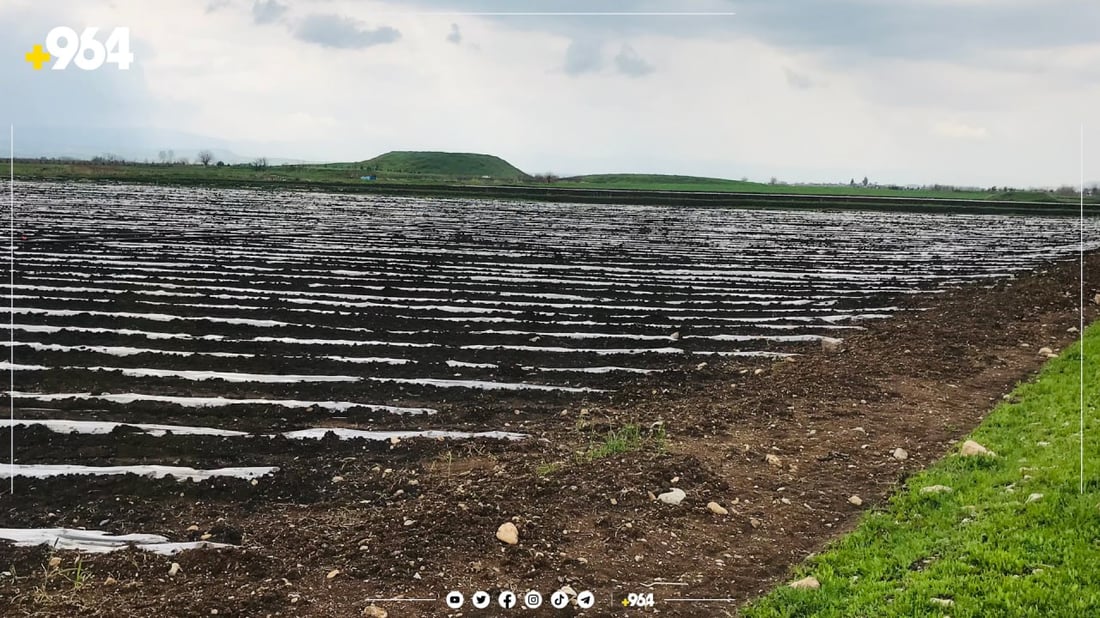 جووتیاران دەستیان بە دروستکردنی نەوار و گۆل کرد 