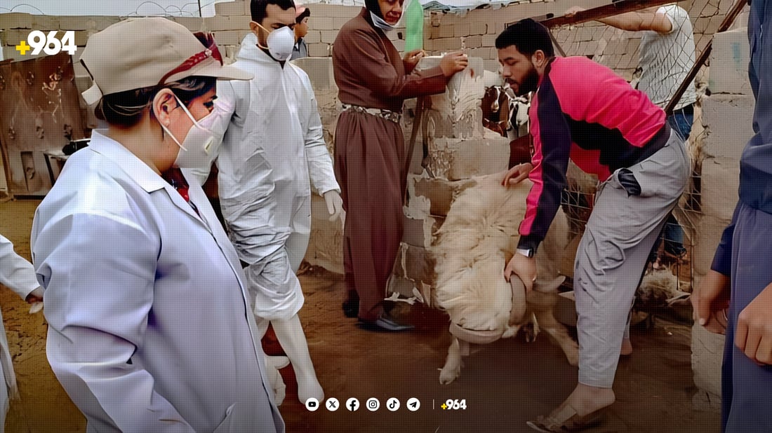 دەرزی دژە نەخۆشی لە ئاژەڵ و پەلەوەرەکانی خورماتوو دەدرێت