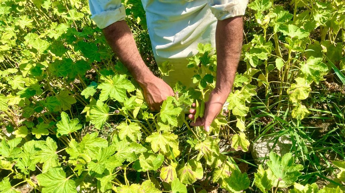 شمال البصرة يباهي بالباميا النادرة.. “البترة” العراقية هي الأفضل لهذه الأسباب