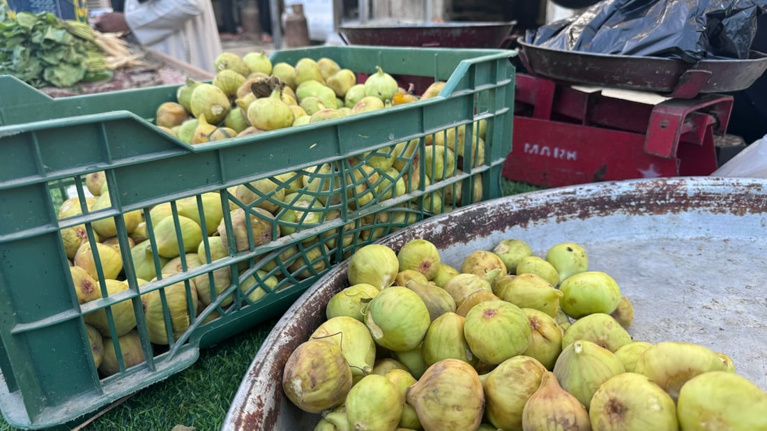 تين بغداد نضج مبكراً ووصل إلى المشخاب لكن محصول المحاجير أرخص (صور)