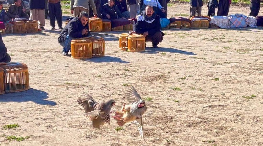 شەڕە سەگ و پەلەوەر قەدەغە کرا