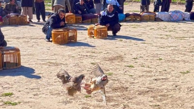 شەڕە سەگ و پەلەوەر قەدەغە کرا