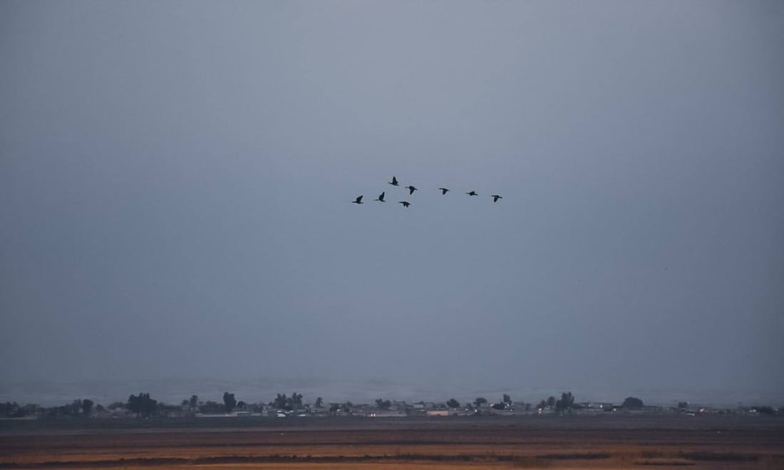 صور: الطيور المهاجرة تعود لبحيرة حمرين بعد الأمطار الغزيرة