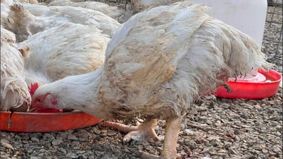 کۆمەڵەی کێڵگە پەلەوەرییەکان: ساڵانە 250 تۆن مریشکمان بۆ ساغنابێتەوە