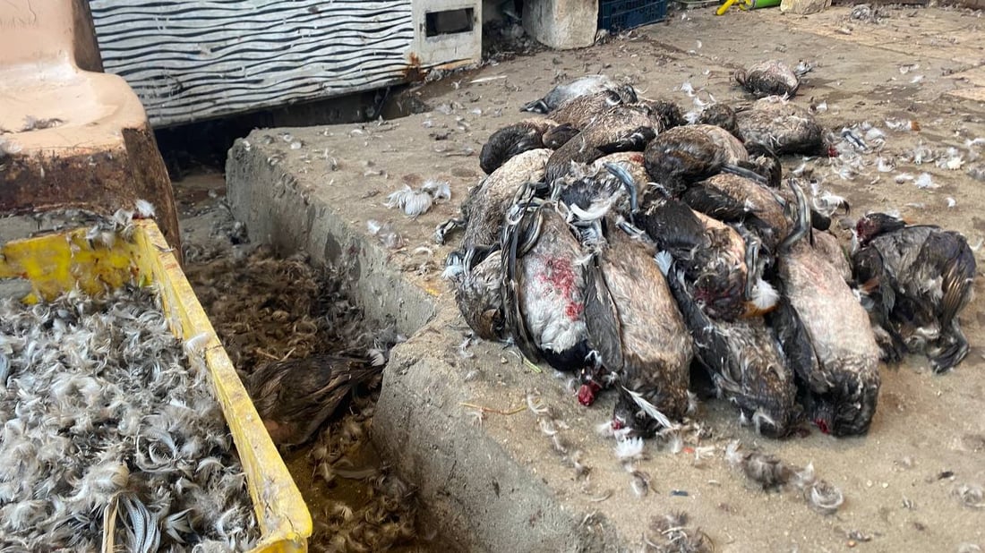 صور من سوق الطيور في العمارة: جفاف الأهوار رفع الأسعار إلى الضعف