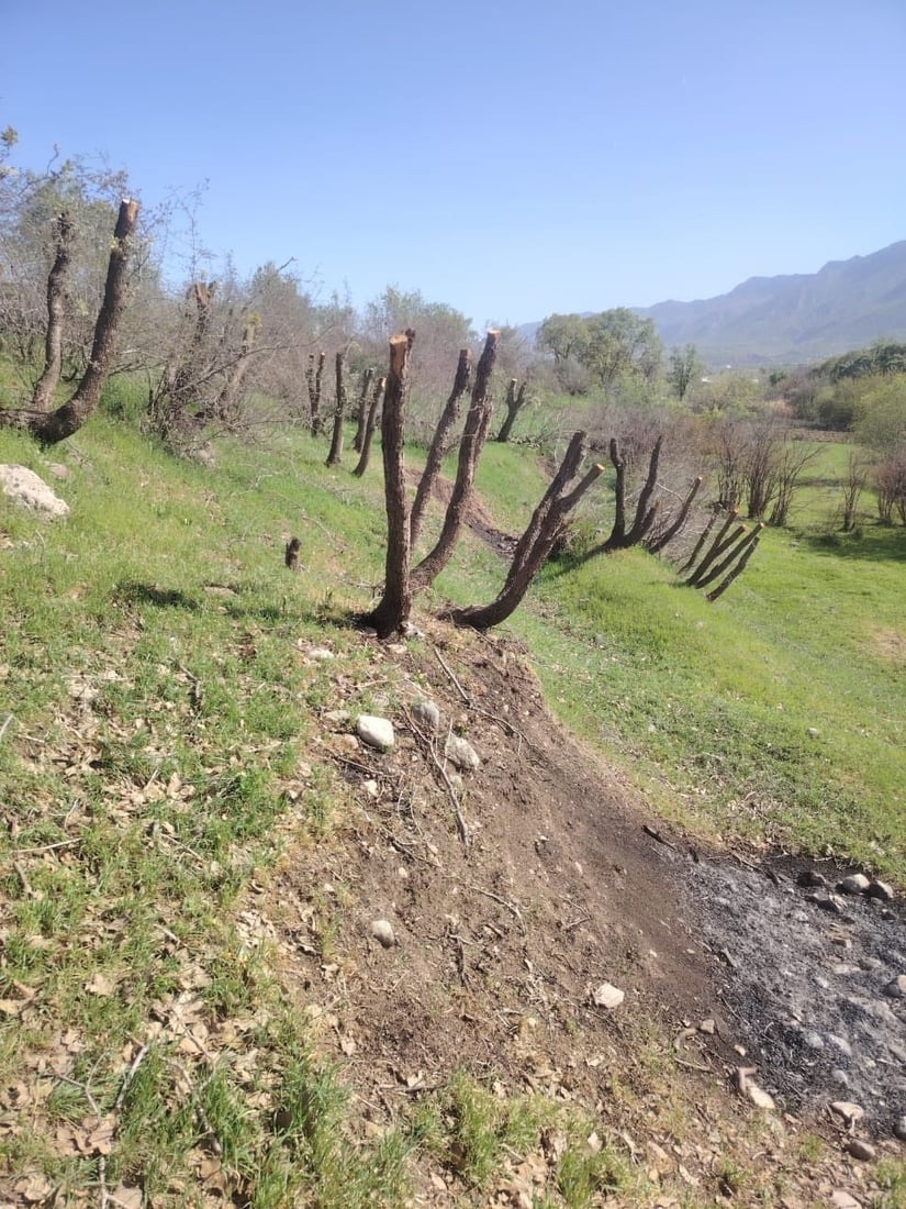 له‌ گوندێكی هیران كه‌سێك ده‌یان دارى سه‌ربڕ كردووه‌ و ده‌ستگیركرا