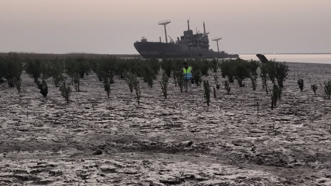 4,000 mangrove saplings planted on Faw coast to support For a Green Basra initiative