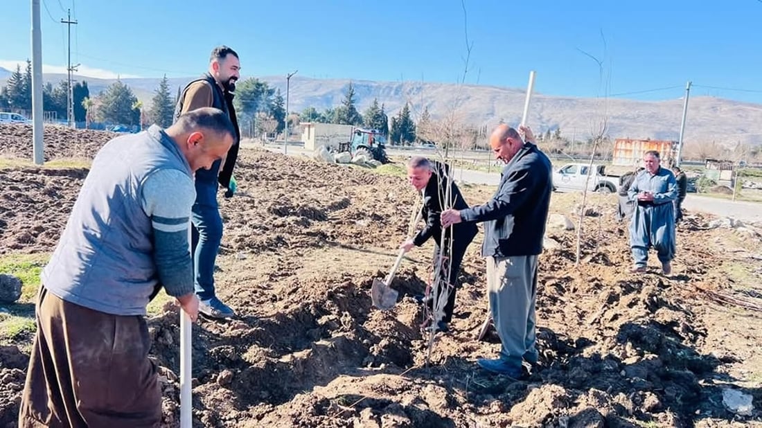 ساڵانه‌ 60 نه‌مامى توو ده‌به‌خشێت و شاره‌وانى گۆپاڵه‌ش ده‌یچێنن