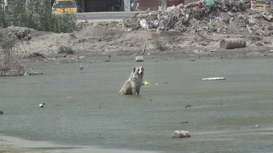 بابل تريد صياداً و”خراطيش” لمكافحة الكلاب السائبة.. والبيطرة “ترعى ولا تقتل”