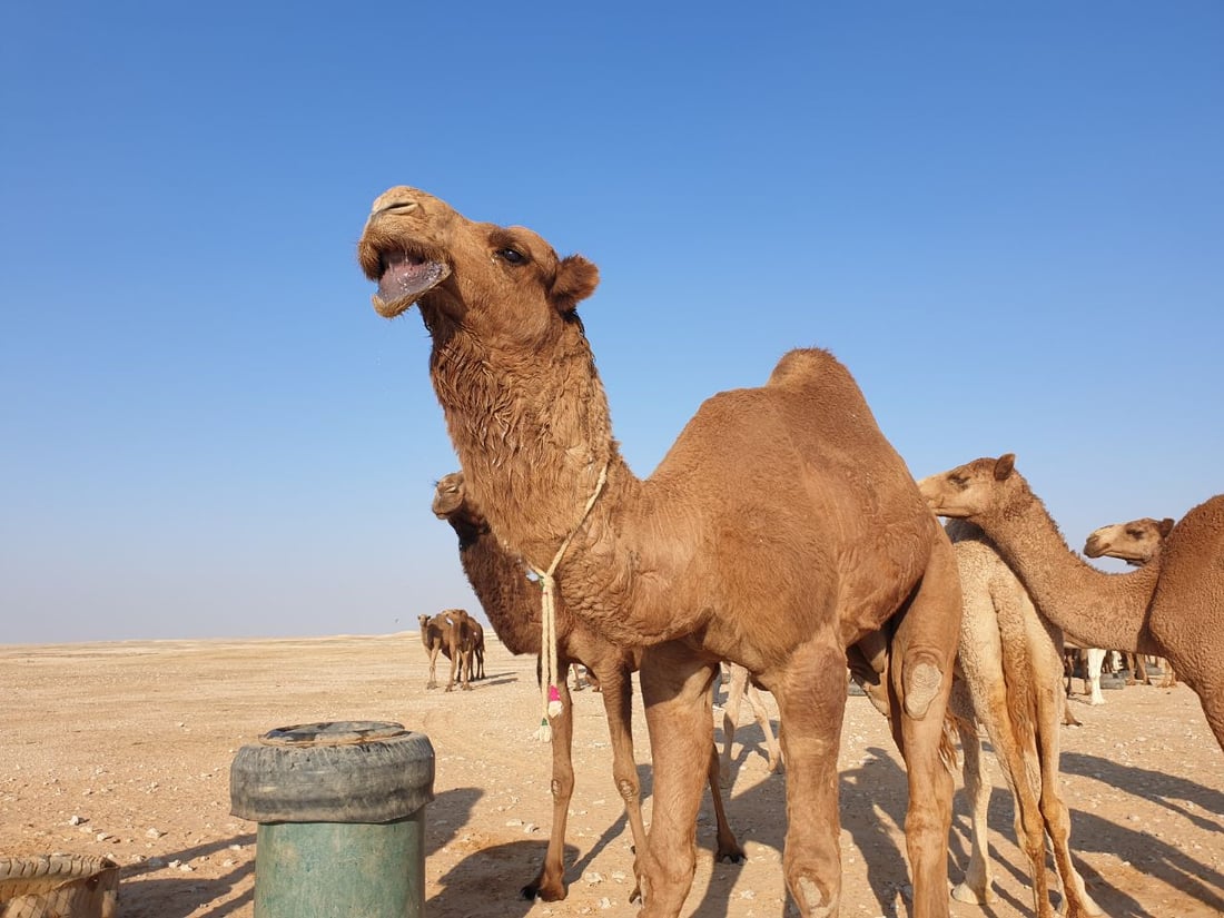 كل شيء عن إبل العراق.. الجودية بـ60 مليوناً.. وناقة الرمادي رخيصة للولائم