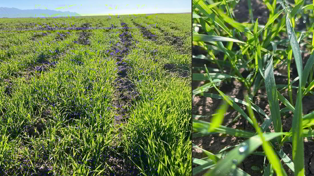 شەونم لەسەر گەڵای گەنمەکانتان هەبوو سەمادی لێ مەدەن