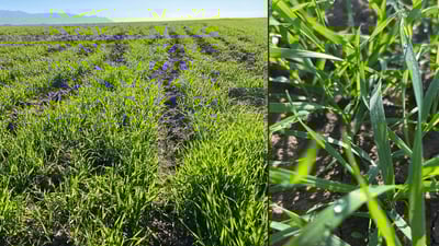 شەونم لەسەر گەڵای گەنمەکانتان هەبوو سەمادی لێ مەدەن