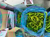 لە مەرزی تەوێڵە-شوشمێ دەستگیرا بەسەر 300 کیلۆ بیبەردا