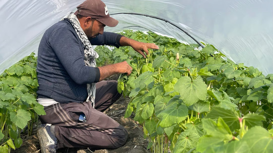Basra okra fetching $13 per kilo
