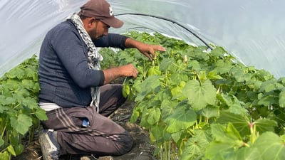 Basra okra fetching $13 per kilo