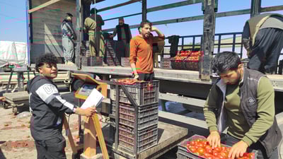 تەماتە تادێت زیاتر خۆی سوور دەکاتەوە و گران دەبێت