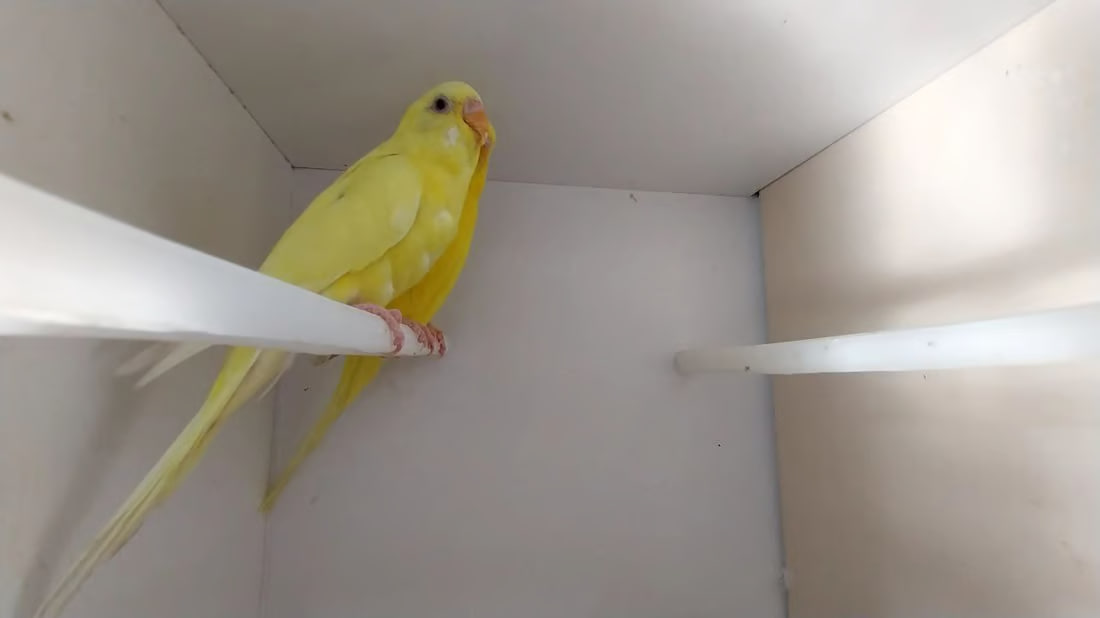 Lovebirds as New Year’s gifts in Al-Qa’im
