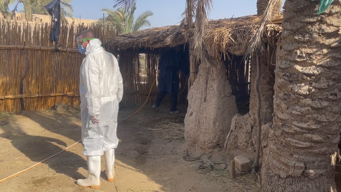 صور: علوة مواشي الناصرية معفّرة قبيل العيد لكن الجزارين قلقون من تسرب القرادة