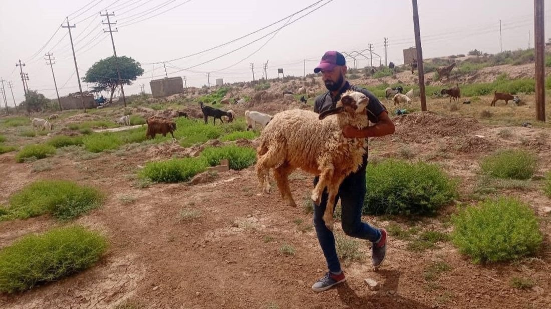 صور: حجز فوري بلا تهاون.. لا مزيد من المواشي في شوارع وحدائق الكوت