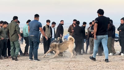 مشاهد مؤلمة من صراع الكلاب في كردستان.. لجنة الفتوى تحرّم ومنظمات تطالب بالردع