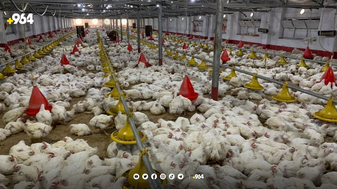 هه‌ڵه‌بجه‌ رێنمایی نوێ ده‌داته‌ مریشكفرۆش و گۆشتفرۆشه‌كانى