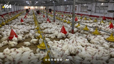 هه‌ڵه‌بجه‌ رێنمایی نوێ ده‌داته‌ مریشكفرۆش و گۆشتفرۆشه‌كانى