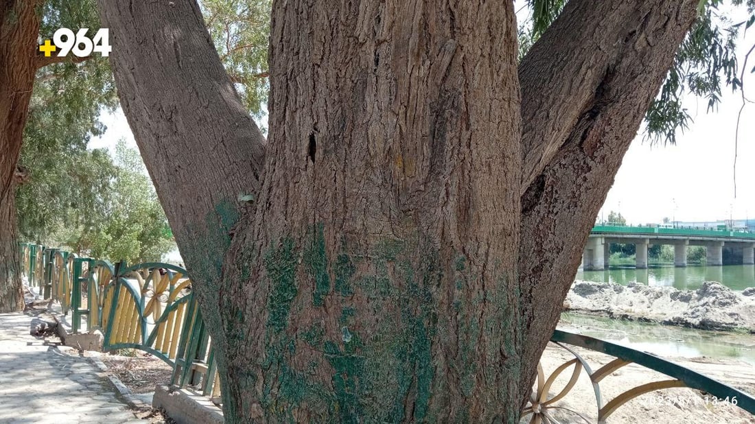 صور: طويريج تضع حراساً على 75 شجرة معمرة لحمايتها من الحطابين